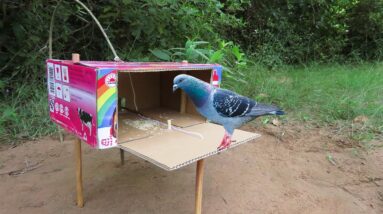 Best Creative Bird Trap Using Cardboard Box | Easy Pigeon Trap