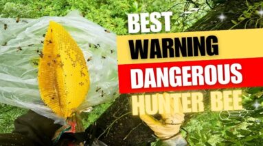 Encounter Many Difficulties When Approaching Beehives On Giant Trees