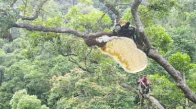Have You Ever Seen a Beehive On a 70m High Tree Like This?