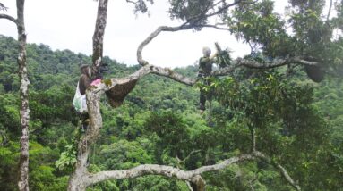 Procedures & Skills To Exploit Honeycombs At A Dangerous Height Of 50m | Dangerous Job