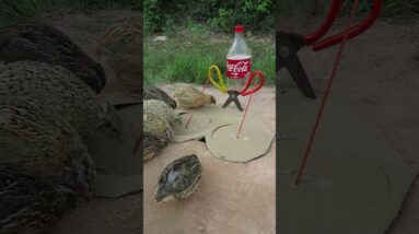 Fantastic Quail Trap | Short Trap And Quick #shorts #birdtrap