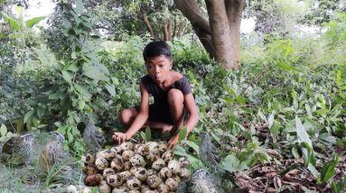 Catch Quail pick egg for survival food, Egg burn underground for Eating delicious