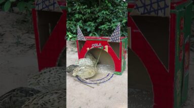 Amazing Quail Bird Trap Using Cardboard Box #shortsvideo #shorts #birdtrap