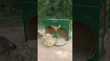 Short Traps - Easy Quail Trap Using Cardboard Box #shortsvideo #shorts