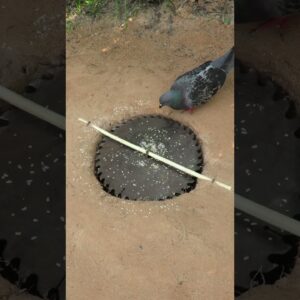 Simple Underground Pigeon Trap Using Saw Blade #pigeontrap #shorts