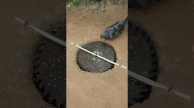 Simple Underground Pigeon Trap Using Saw Blade #pigeontrap #shorts