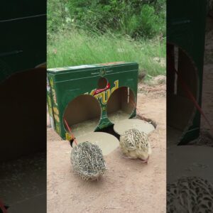 Trap Technique - Easy Quail Trap Using Cardboard Box #shorts #easytrap