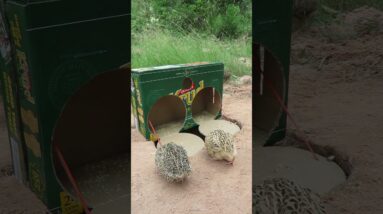 Trap Technique - Easy Quail Trap Using Cardboard Box #shorts #easytrap