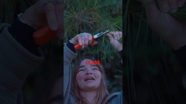 The HEALING properties of PINE 🌲