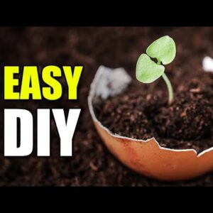 How to Start Seeds Indoors Using Egg Shells