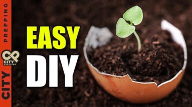 How to Start Seeds Indoors Using Egg Shells