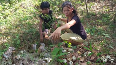 Adventure in forest: Catch and cook Quail for food in jungle - Survival cooking