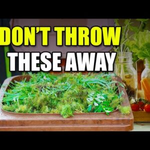 9 Vegetables You Can Re-Grow From Scraps
