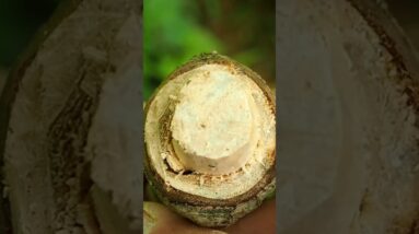 How To Catch Fish with a Stick #campinginthewoods #fishing #survival #corporalscorner  #shawnkelly