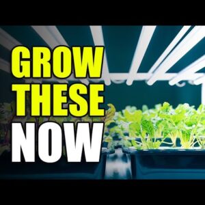 7 Easy Vegetables to Grow Indoors