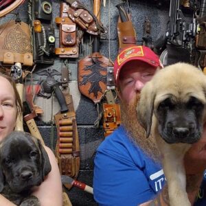 Cane Corso English Mastiff Puppies Rehoming