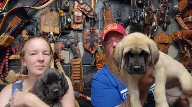 Cane Corso English Mastiff Puppies Rehoming