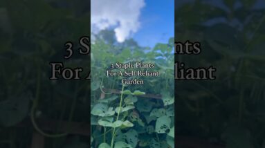 3 Must-have Staple Crops