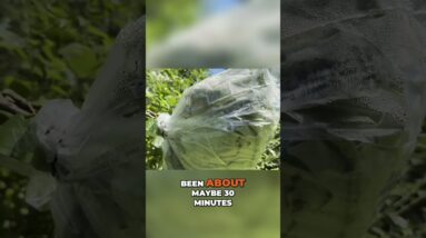 Collecting Potable Water from a Tree! SDN is on RUMBLE link in description