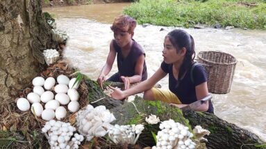 Pick mushroom and Egg near river for survival food, Egg hot chili cooking with Mushroom for dinner