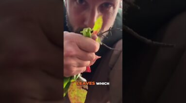 Survival Uses for Sourwood Leaves 🍃 SDN is on RUMBLE link in description