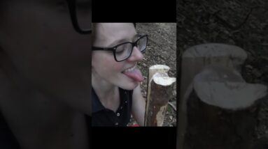 Taking Care of Deer in Winter