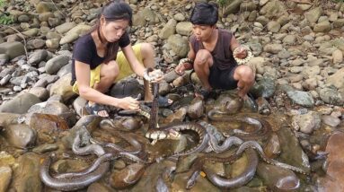Survival in the rainforest, Catch a lot snake near river, Cooking snake tasty for survival food