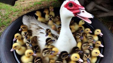 Really Amazing Muscovy Duck - 50 Ducklings Hatch From Eggs In Car Tire #survivalfarm