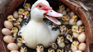 Amazing! Muscovy Ducklings Hatch From Eggs in The Nest With Duck Mom #survivalfarm
