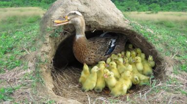 Wow Amazing! 50 Ducklings Hatching From Eggs _ Found Duck Nest Hatching a Lot Of Baby Ducks #shorts