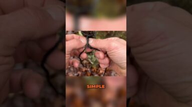 🪢🏕️Easiest Knot for Quick Bad Weather Shelter!