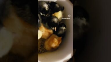 Get Chickens and never worry about eggs again.