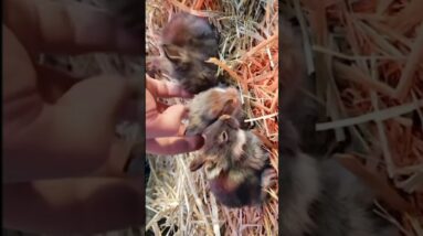 My Foods Escaping 😋