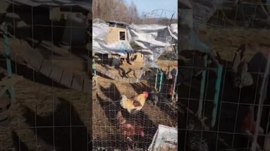 Need Eggs? Stroll around the Farm