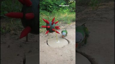 Amazing parrot bird trap #parrot #parrottrap #trap #underground