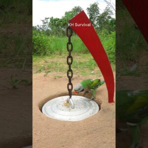 Survival Skills: SMART idea and USEFUL with PARROT trap #parrot #parrottrap #bushcraft #ideas