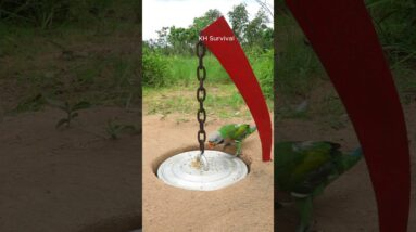 Survival Skills: SMART idea and USEFUL with PARROT trap #parrot #parrottrap #bushcraft #ideas