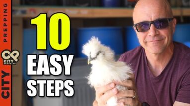 How to Raise Baby Chicks – A Beginner’s Guide to Backyard Chickens
