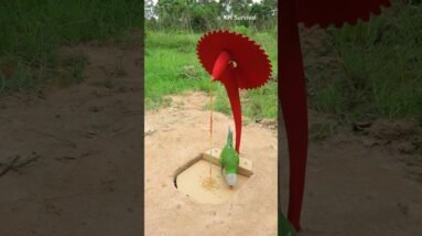 Survival Skills: SMART idea and USEFUL with PARROT trap #parrot #parrottrap #outdoors #ideas