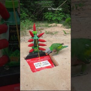 Survival Skills: SMART idea and USEFUL with parrot bird trap #parrottrap #underground #parrot