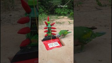 Survival Skills: SMART idea and USEFUL with parrot bird trap #parrottrap #underground #parrot