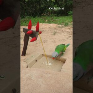 Survival Skills: shows SURVIVAL skills with parrot trap #parrot #parrottrap #outdoors #survival