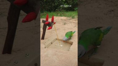 Survival Skills: shows SURVIVAL skills with parrot trap #parrot #parrottrap #outdoors #survival