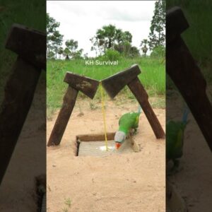 Survival Skills: SMART ideas and USEFUL with PARROT trap #trap #parrot #outdoors