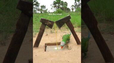Survival Skills: SMART ideas and USEFUL with PARROT trap #trap #parrot #outdoors
