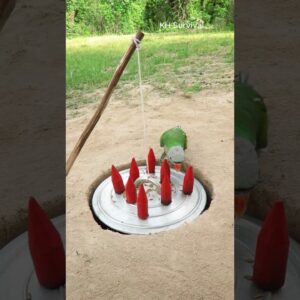 Survival Skills: SMART ideas and USEFUL with Easy Parrot Trap #parrot #parrottrap #bushcraft