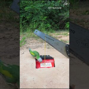 Survival Skills: SMART ideas and USEFUL with PARROT 🐦 trap #parrottrap #parrot #outdoors