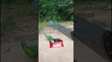 Survival Skills: SMART ideas and USEFUL with PARROT 🐦 trap #parrottrap #parrot #outdoors