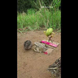 Creative Bird Trap - Underground Bird Trap #shorts #birdtrap