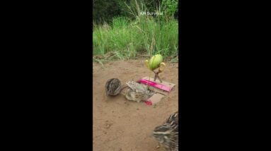 Creative Bird Trap - Underground Bird Trap #shorts #birdtrap